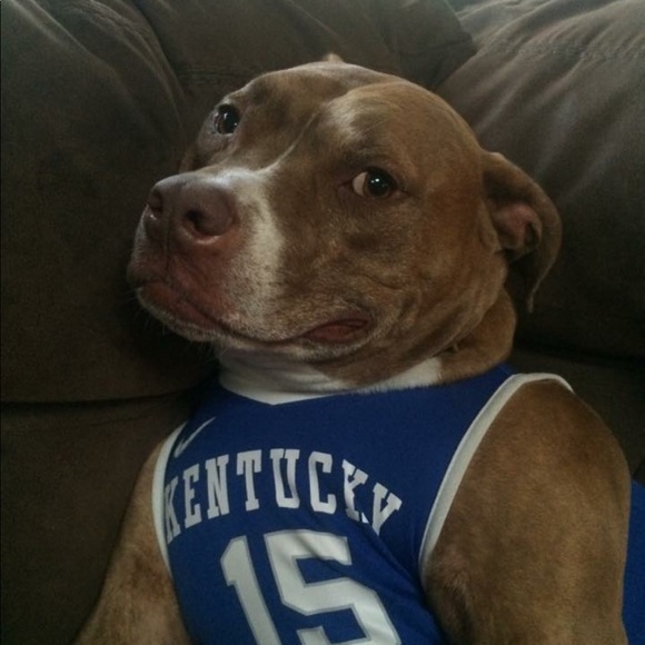 nv_catfan